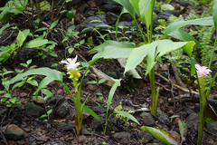 Curcuma pseudomontana
